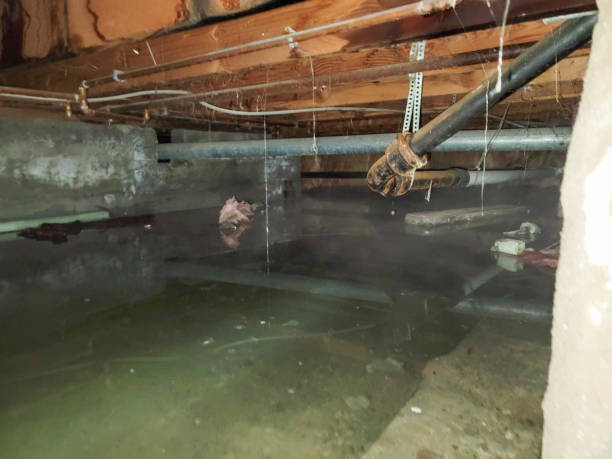 Best Water damage repair service  in Green Tree, PA